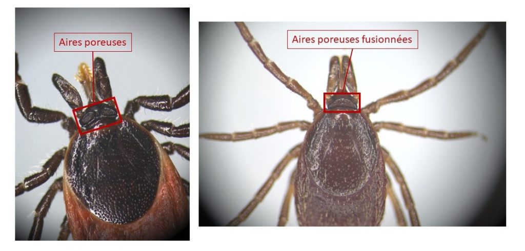 Aires poreuses sur Ixodes ricinus